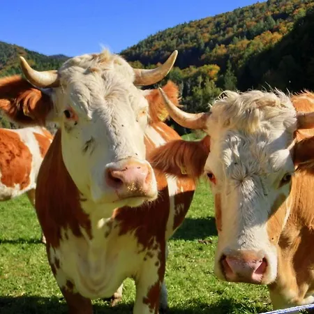 Apartmán Gaestehaus Forstner Loich