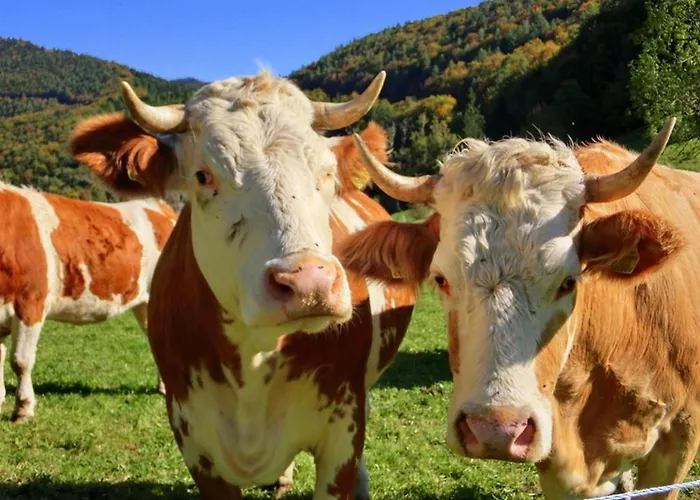 Lejlighed Gaestehaus Forstner Loich