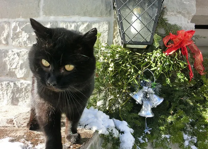 Gaestehaus Forstner Lejlighed Loich